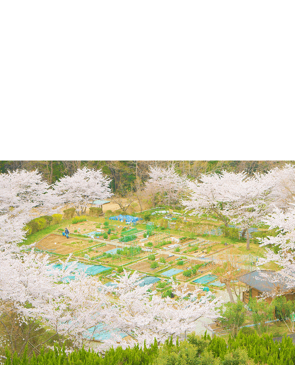 上から見た畑の写真